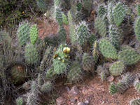 Opuntia sulphurea