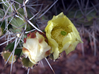 Opuntia sulphurea