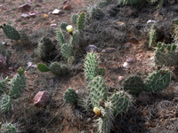 Opuntia sulphurea