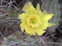 Opuntia sulphurea