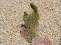 Opuntia tapona