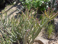 Cylindropuntia tesajo