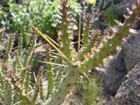 Cylindropuntia tesajo