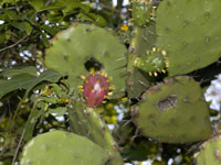 Opuntia tomentosa