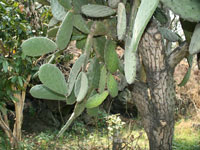 Opuntia tomentosa