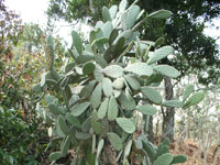 Opuntia tomentosa