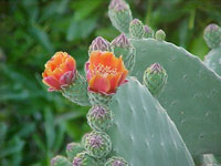 Opuntia tomentosa