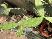 Opuntia triacantha