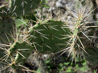 Opuntia caracassana