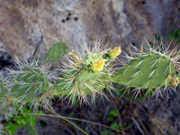 Opuntia caracassana