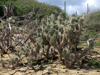 Opuntia caracassana