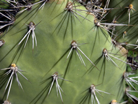 Opuntia caracassana