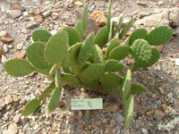 Opuntia wilcoxii