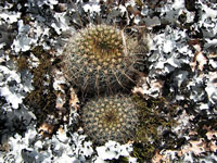 Parodia alacriportana