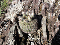 Parodia alacriportana