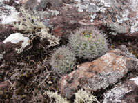 Parodia alacriportana