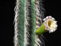 Pilosocereus albisummus