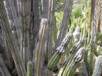 Pilosocereus alensis