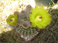 Parodia arnostiana