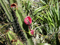 Pilosocereus arrabidae