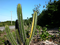 Pilosocereus arrabidae