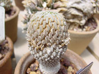 Pelecyphora aselliformis