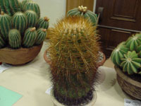 Parodia aureicentra