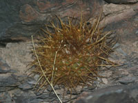 Parodia aureicentra