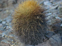 Parodia aureicentra