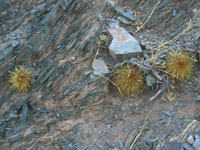 Parodia aureicentra