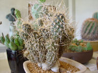 Pterocactus australis