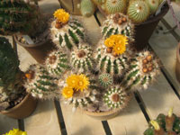 Parodia ayopayana