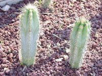 Pilosocereus pachycladus