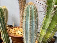 Pilosocereus bohlei