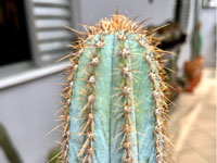 Pilosocereus bohlei