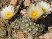 Pediocactus bradyi