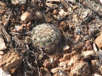 Pediocactus bradyi