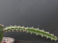 Pseudoacanthocereus brasiliensis