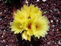 Parodia buiningii