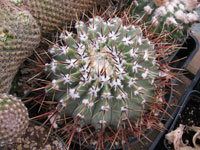 Parodia buiningii