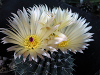 Parodia buiningii