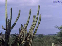 Pilosocereus catingicola