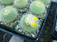 Parodia chrysacanthion