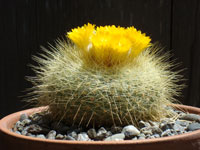 Parodia chrysacanthion