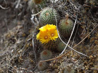 Parodia microsperma