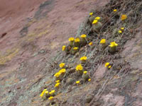 Parodia microsperma