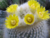 Parodia chrysacanthion