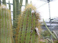 Pilosocereus chrysacanthus