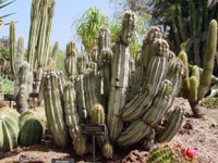 Pilosocereus chrysacanthus