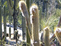 Pilosocereus chrysacanthus